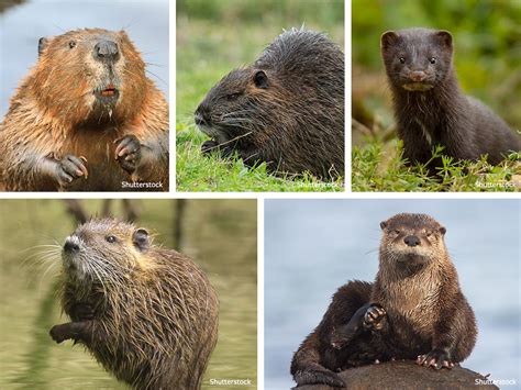 mink vs muskrat|picture muskrat and otter.